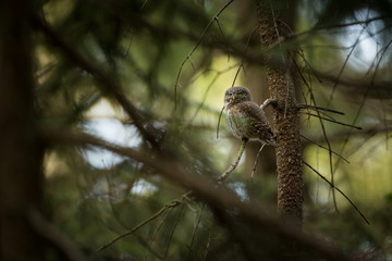 Glaucidium passerinum. It is the smallest owl in Europe. It occurs mainly in northern Europe. But also in Central and Southern Europe. In some mountain areas. Photographed in the Czech Republic. Wild 