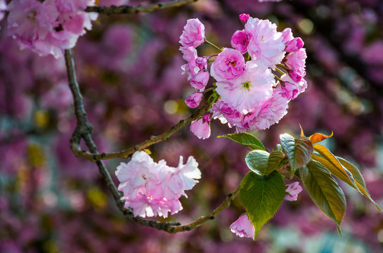 delicate pink flowers blossomed Japanese cherry trees on blury background