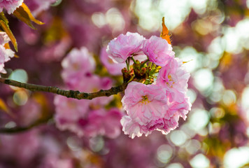 delicate pink flowers blossomed Japanese cherry trees on blury background