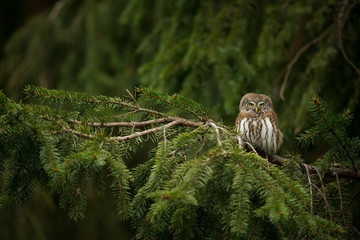 Glaucidium passerinum. It is the smallest owl in Europe. It occurs mainly in northern Europe. But also in Central and Southern Europe. In some mountain areas. Photographed in the Czech Republic. Wild 