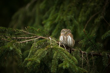 Glaucidium passerinum. It is the smallest owl in Europe. It occurs mainly in northern Europe. But also in Central and Southern Europe. In some mountain areas. Photographed in the Czech Republic. Wild 