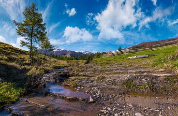 Fototapeta na wymiar spruce tree and small brook in mountains. lovely springtime scenery in valley of Pylypets village. coniferous forest at the foot of Borzhava mountain ridge, with snowy tops, in the distance