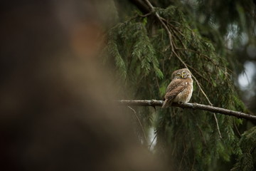 Glaucidium passerinum. It is the smallest owl in Europe. It occurs mainly in northern Europe. But also in Central and Southern Europe. In some mountain areas. Photographed in the Czech Republic. Wild 