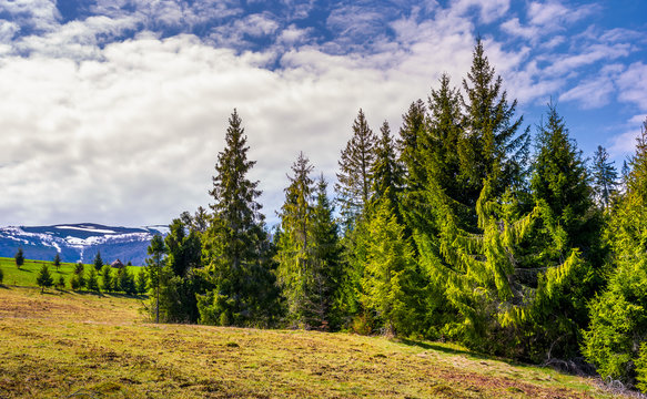 spruce forest under the cloudy sky. beautiful nature scenery at the foot of Borzhava mountain ridge in springtime