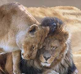 Portrait of  Lion with Lioness in mood for love.