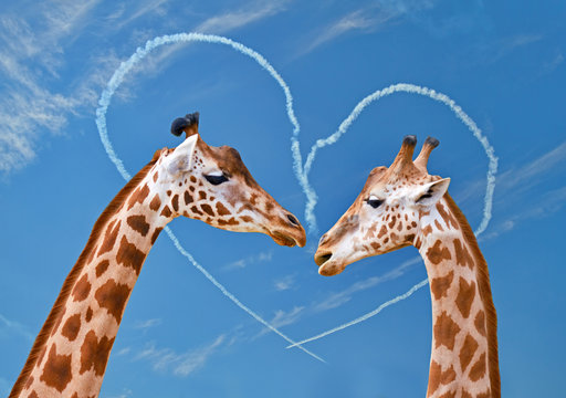 Couple of giraffes on backgrounds of sky with heart from clouds.