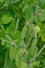Pea crop