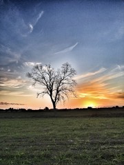 albero