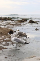 Two seagulls in the shoreline of Laguna Beach