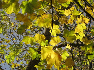 Tree in autumn colours