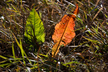 braunes und grünes Blatt nebeneinander