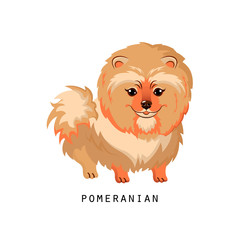 Furry human friend, home animal and decorative dog: pomeranian spitz.