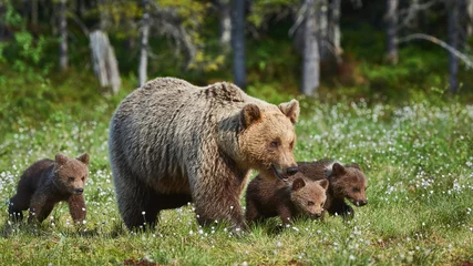 Fototapeten Female brown bear and her cubs, Ursus arctos © lucaar