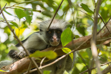 Sansibar Stummelaffe Portrait