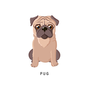 Furry human friend, home animal and decorative dog: fluffy pug.