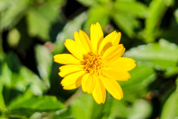 Obraz premium Field of spring flowers and perfect sunny day., marcro shot.