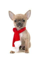 Cute sitting chihuahua puppy dog looking at camera wearing a red and white christmas scarf