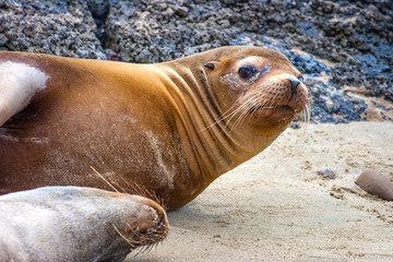 Seal on the beach. The beach of the Galapagos Islands. Sand beach. Ecuador. Santa Cruz Island