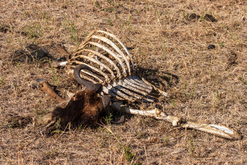 Africa. Kenya. Remains of an animal. The dead cattle. Dead animals. Preserve in Kenya. Animals of...