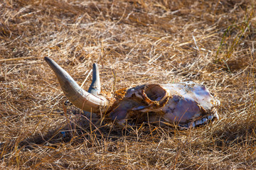 Africa. Kenya. Skull of an animal. Skull in the manger. Skull with horns. The reserve in Kenya. Animals of Africa.