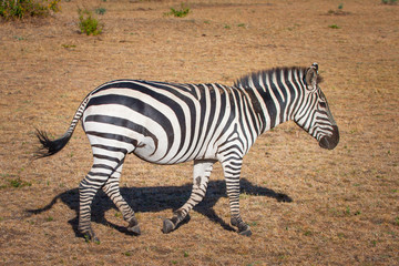 Fototapeta na wymiar Africa. Kenya. Zebra. Zebra goes through the savannah in Kenya Reserve in Kenya. Animals of Africa....