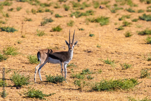 Africa. Kenya. Antelope in the sun. Wild animals in Africa ...