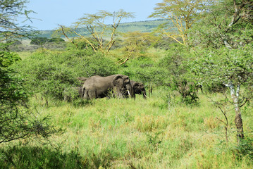 Fototapeta na wymiar African elephants, Tanzania