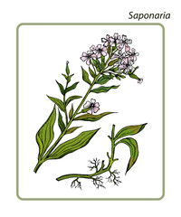 Common Soapwort, Saponaria officinalis, Bouncing Bet or Sweet William or Soapwort. Hand drawn botanical vector illustration