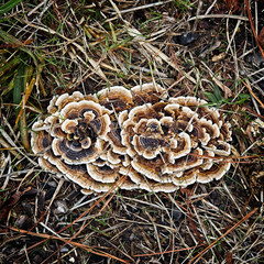 Mushroom on Forest Floor