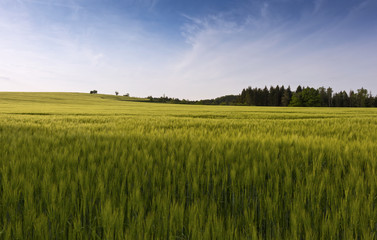 Green cornfield in spring