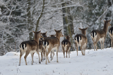 herd of Fallow deer watching in the forest in the winter 