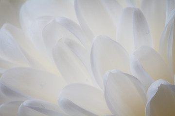 Obraz premium Soft closeup of white Chrysant flower petals with blue tint