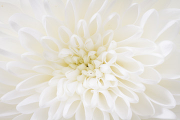centered closeup of white Chrysant flower