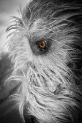 Irish Wolfhound Eye