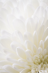 light closeup of white Chrysant flower with center on the bottom right corner