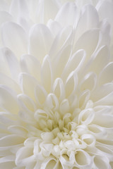 light closeup of white Chrysant flower with center on the bottom