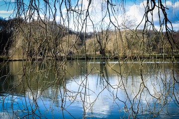 View Through Trees