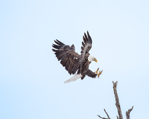 The Eagle has 