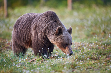 Wild brown bear, Ursus arctos