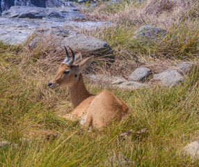 ReedBuck of Africa 11x9
