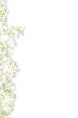  floral composition on white background