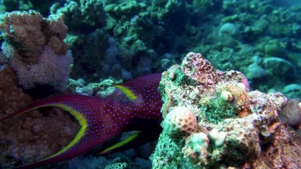 Lyretail Grouper Variola louti slowly swims on the background of a coral reef, then leaves the frame. Red Sea Egypt