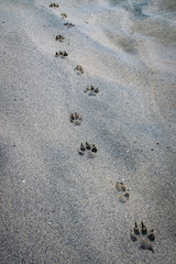 Dog paw prints in the sand