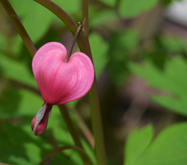 Raceme with a pink and heart-shaped blossom of a bleeding heart [Lamprocapnos spectabilis] and green background with leaves