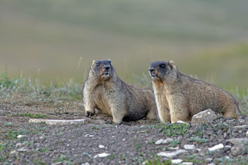 large furry marmots in the steppe near the hole