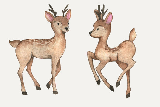 Hand-drawn watercolor beautiful couple of deers isolated on the white background. Wild forest animals. Cute characters