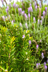 Green rosemary plant with lilac flowers, aromatic kitchen herb