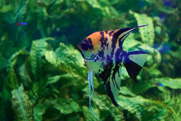 Pterophyllum. known to most aquarists as angelfish. © Vladyslav Siaber