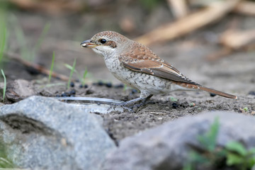 Close-up photo Female red backed shrike sitting on the ground and holding a fly in the beak of a fly