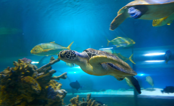 Cheloniidae (sea turtle) is swimming in aquarium